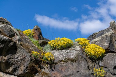 Kaya alyssum, Alyssum saksafonu, Berlin, Almanya