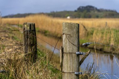 Lowland, Bodden on Rgen, Mnchgut Yarımadası, Mecklenburg-Batı Pomerania, Almanya