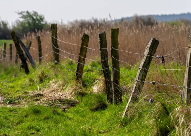 Lowland, Bodden on Rgen, Mnchgut Yarımadası, Mecklenburg-Batı Pomerania, Almanya