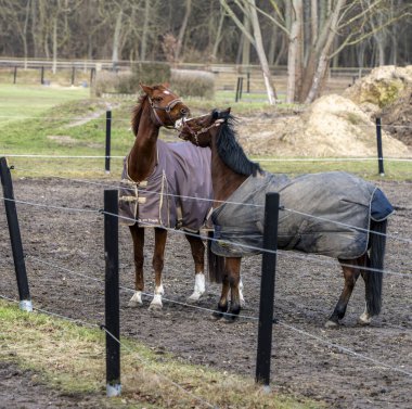 Berlin Frohnau, Berlin, Almanya 'da bir otlakta atlar