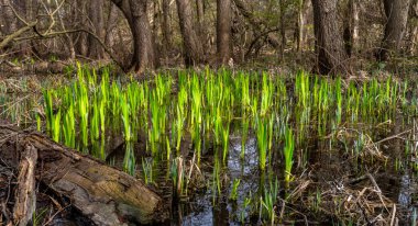 Trees in the damp ground at Bodden, Binz, Rgen, Mecklenburg-Western Pomerania, Germany clipart