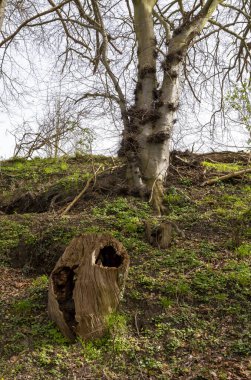 Bodden, Binz, Rgen, Mecklenburg-Batı Pomerania, Almanya 'da nemli zeminde ağaçlar