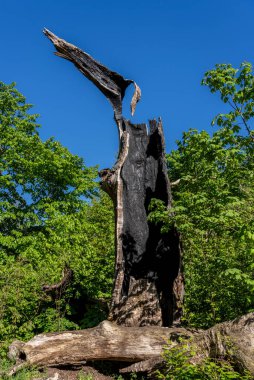 Yanmış ağaç kütüğü, Berlin, Almanya