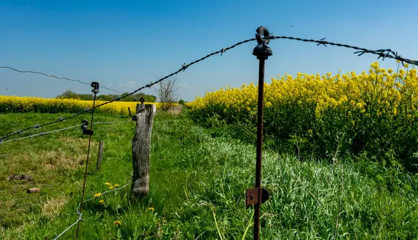 stock image makeshift fence with barbed wire in front of a rapeseed field, Berlin, Germany