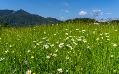 Avusturya, Bad Vigaun 'da manzara