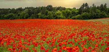 Mısır gelincikli çayır, papaver rhoeas, Bernau, Brandenburg, Almanya
