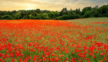 Mısır gelincikli çayır, papaver rhoeas, Bernau, Brandenburg, Almanya