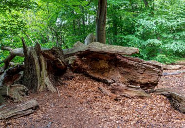 Lanke, Bernau, Brandenburg, Almanya 'daki Hellsee' de manzara