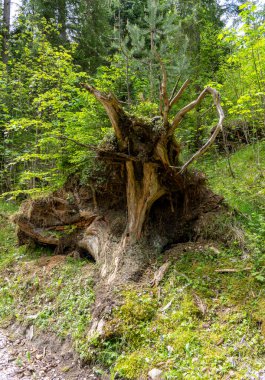 Lanke, Bernau, Brandenburg, Almanya 'daki Hellsee' de manzara