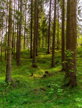 Lanke, Bernau, Brandenburg, Almanya 'daki Hellsee' de manzara