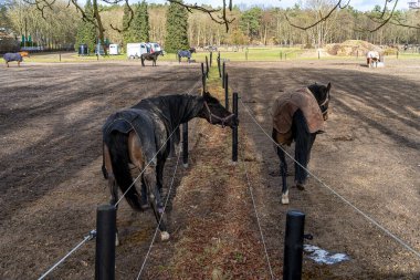 Berlin, Almanya 'da bir otlakta atlar