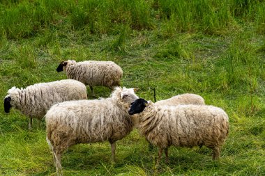 Yurtiçi koyunlar (ovis gmelini arenaları), Polonya ile Almanya, Brandenburg, Almanya arasında Oder 'de otlayan koyun sürüleri.