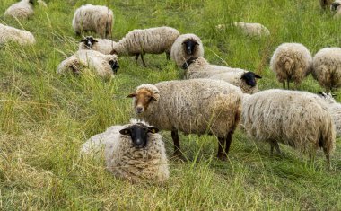 Yurtiçi koyunlar (ovis gmelini arenaları), Polonya ile Almanya, Brandenburg, Almanya arasında Oder 'de otlayan koyun sürüleri.