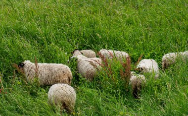 Yurtiçi koyunlar (ovis gmelini arenaları), Polonya ile Almanya, Brandenburg, Almanya arasında Oder 'de otlayan koyun sürüleri.