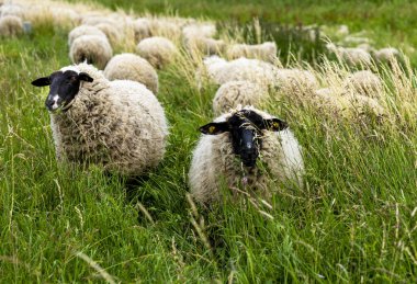 Yurtiçi koyunlar (ovis gmelini arenaları), Polonya ile Almanya, Brandenburg, Almanya arasında Oder 'de otlayan koyun sürüleri.