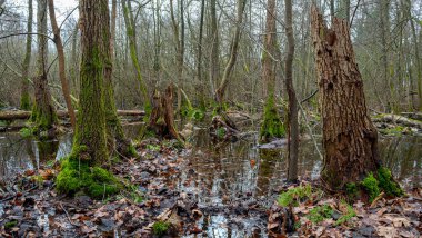 Berlin 'deki peyzaj ve orman alanı Kpenick, Berlin, Almanya