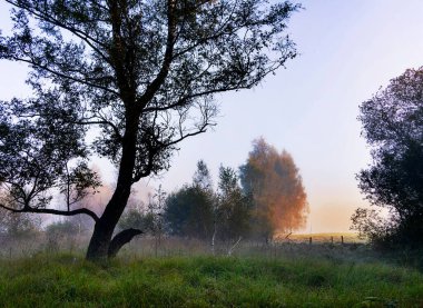 Sabahın erken saatlerinde Wittmoor, Norderstedt, Holstein eyâletinde, Almanya 'nın içinde ve çevresinde sis vardı.