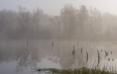 Sabahın erken saatlerinde Wittmoor, Norderstedt, Holstein eyâletinde, Almanya 'nın içinde ve çevresinde sis vardı.