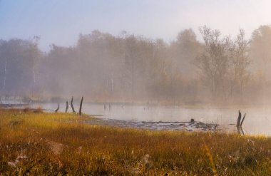 Early morning fog, landscape in and around Wittmoor, Norderstedt, Schleswig-Holstein, Germany clipart