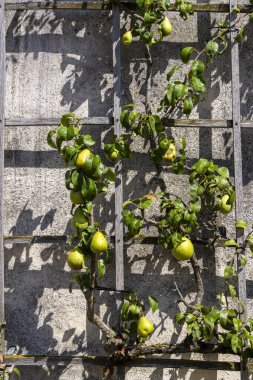 Barok bahçeli manastır kompleksi, Einhard Bazilika, Seligenstadt, Hesse, Almanya