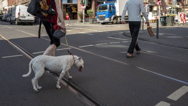 Tasmalı köpek, Frankfurt am Main, Almanya