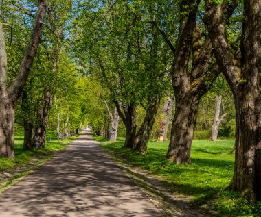 Almanya 'nın Mecklenburg-Batı Pomeranya adasındaki doğa ve manzara