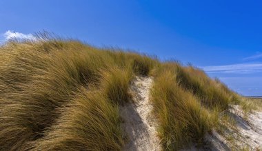 Güney sahili Hiddensee, Rgen, Mecklenburg-Batı Pomerania, Almanya