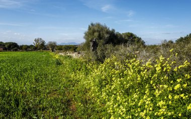 Şubat 'ta Mallorca, İspanya' da manzara