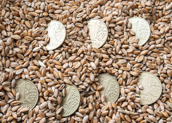 Зерна пшеницы и несколько украинских монет номиналом 1 гривна