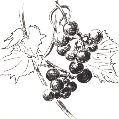 Bunch of grapes . Hand made sketch with black ballpoint pen on paper texture. Isolated on white. Bitmap image