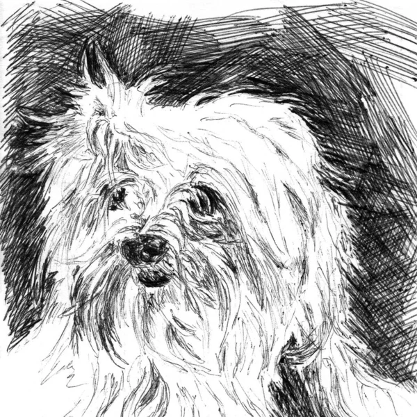 Portrait of breed lap dog closeup . Hand made sketch with black ballpoint pen on paper texture. Isolated on white. Bitmap image