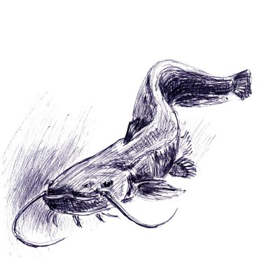 Predatory cat fish closeup . Hand made sketch with ballpoint pen on paper texture. Isolated on white. Bitmap image