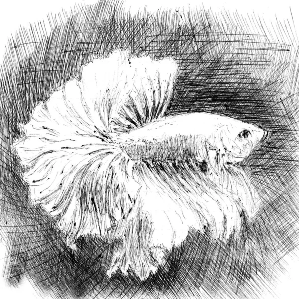 Aquarium fighting fish Cockerel closeup . Hand made sketch with ballpoint pen on paper texture. Isolated on white. Bitmap image