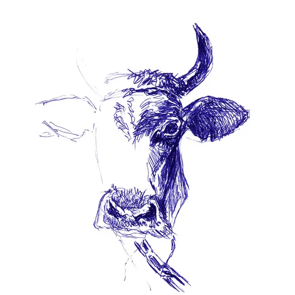 Retrato Cabeça Vaca Fechado Esboço Desenhado Mão Com Caneta Esferográfica — Fotografia de Stock