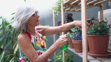 Serada çiçeklerle ilgilenirken, yaşlı bir kadının saksı sulama videosu.