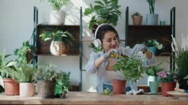 Bir serada müzik dinlerken çiçek ve çiçek düzenleyen güzel bir kadının videosu.