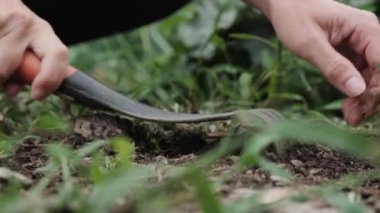 Video of closeup of boy hands pulling weeds from the garden