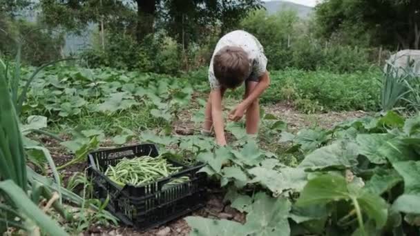 Video Cute Boy Collecting Harvest Green Beans Cucumbers Farm Plantation — Vídeos de Stock