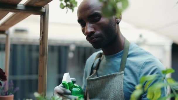 集中した男の庭師のビデオテラスガーデンでスプレーで植物に水をやる — ストック動画