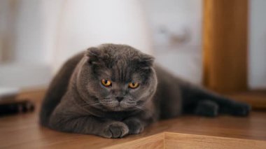 Evde yerde yatan sevimli kedi videosu.