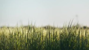 Rüzgarla hareket eden çimen tarlası videosu