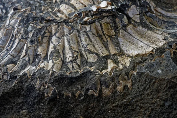 Gros Plan Fossile Ammonite — Photo