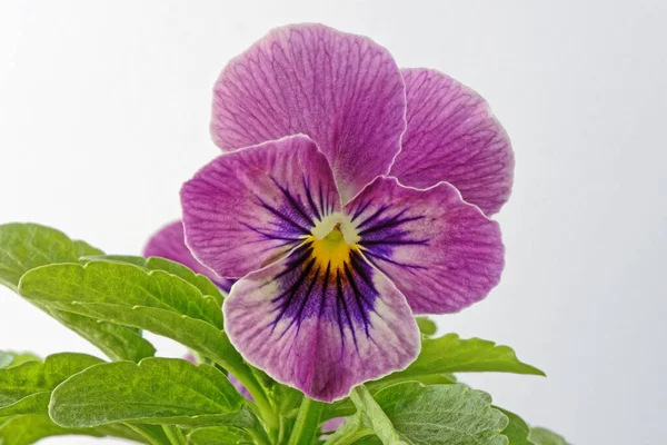Крупный План Виолы Панси Цветок Виола Триколор Гортензия — стоковое фото