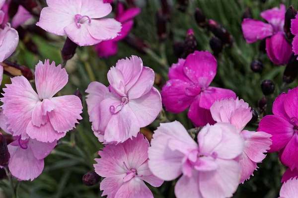 Закрытие Разновидности Цветков Dianthus Растущих Рокери — стоковое фото
