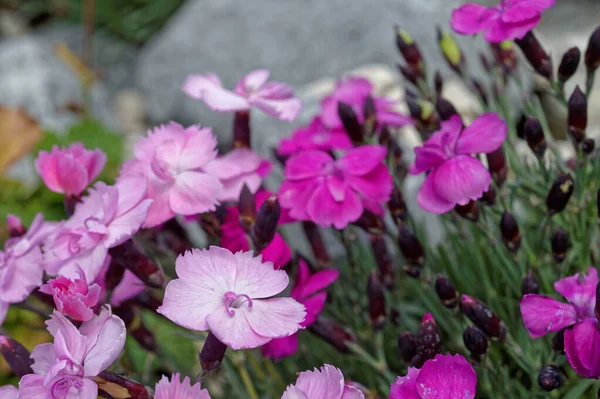 Закрытие Разновидности Цветков Dianthus Растущих Рокери — стоковое фото