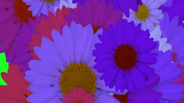 Daisy Flowers Volando Sfondo Schermo Verde — Video Stock