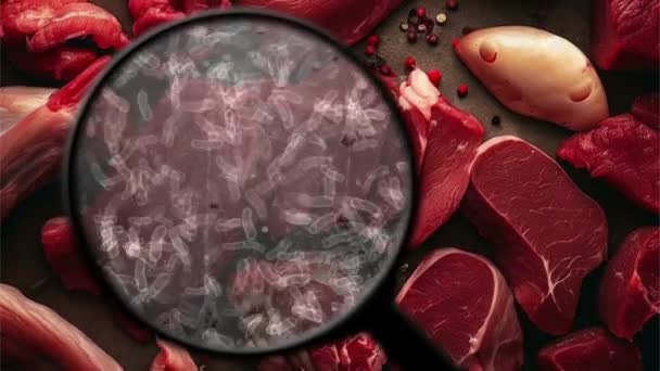 Söker Efter Bakterier Rått Kött — Stockvideo
