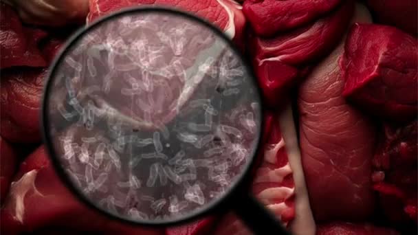 Recherche Bactéries Dans Viande Crue — Video