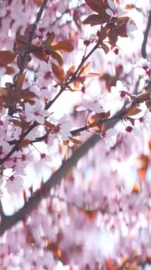 İlkbahar dikey videosunda açan pembe kiraz çiçekleri