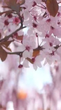 İlkbahar dikey videosunda açan pembe kiraz çiçekleri